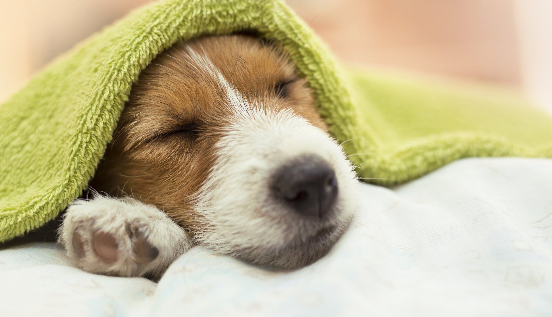 Puppy Comfortably Sleeping — Ste. Genevieve, MO — The Doghouse Grooming Puppy Comfortably Sleeping — Ste. Genevieve, MO — The Doghouse Grooming