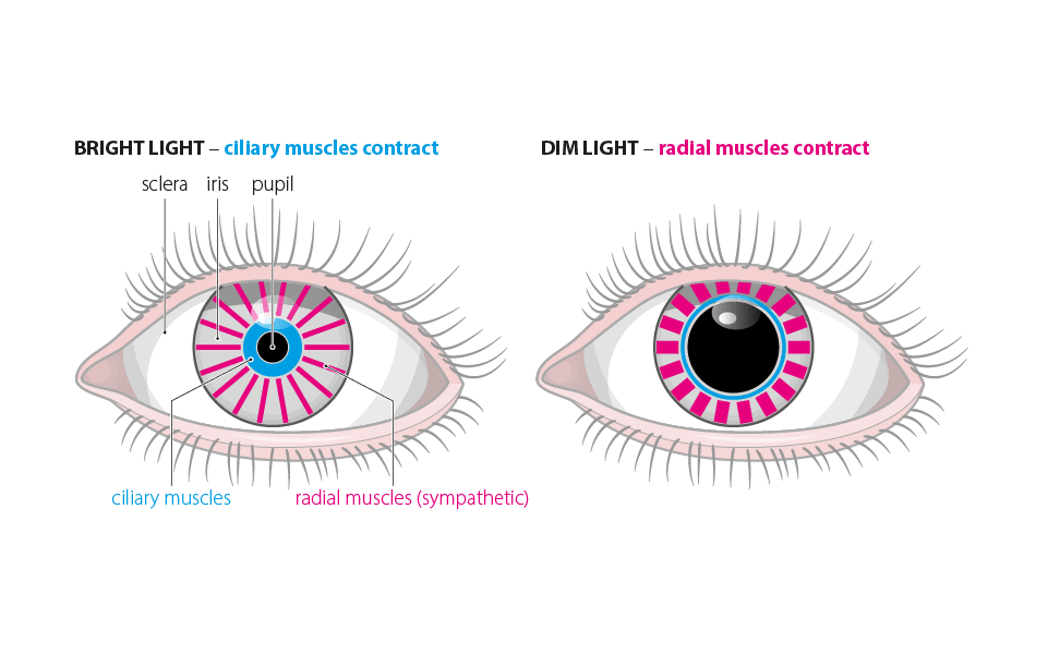 anatomy & physiology eye muscles illustrations