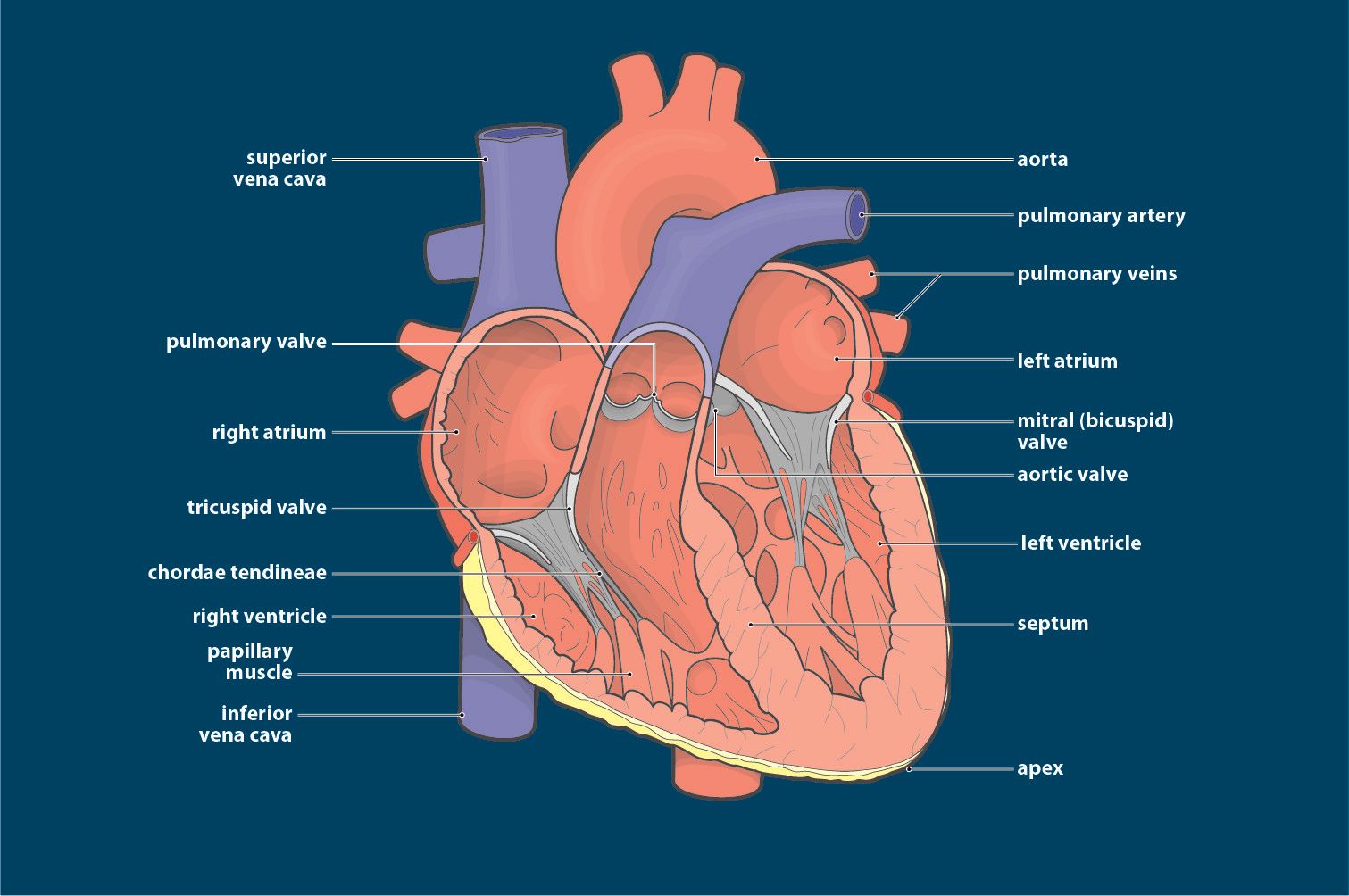 anatomy & physiology medical illustration