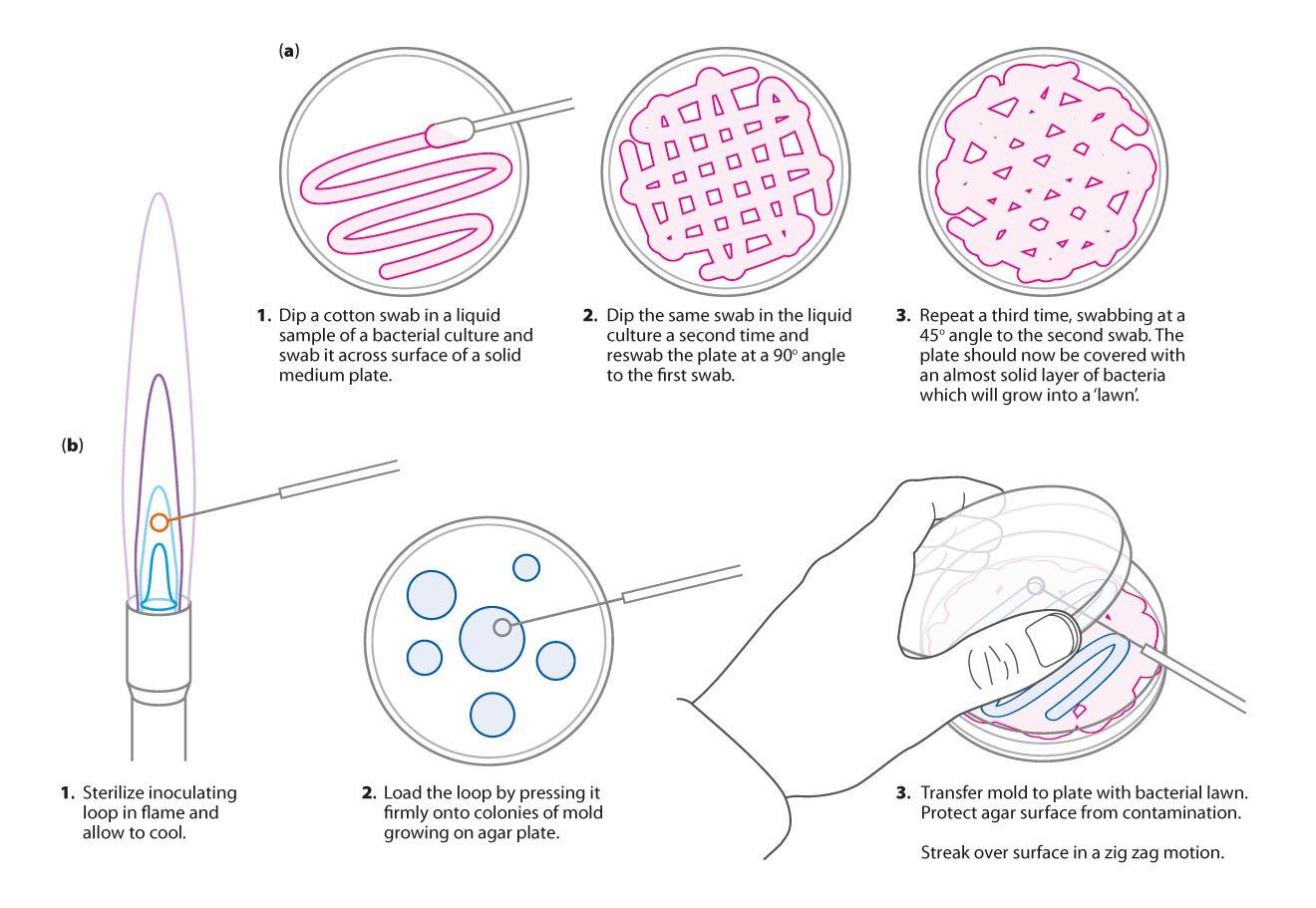 Plating out - microbiology line art illustration