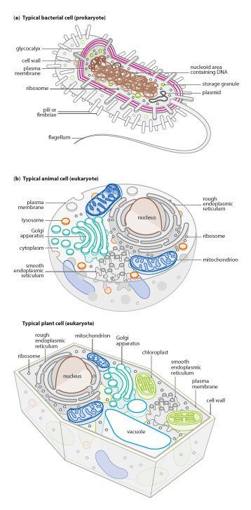 Prokaryote Eukaryotes Bacterium, animal cell, plant cell - microbiology line art illustration