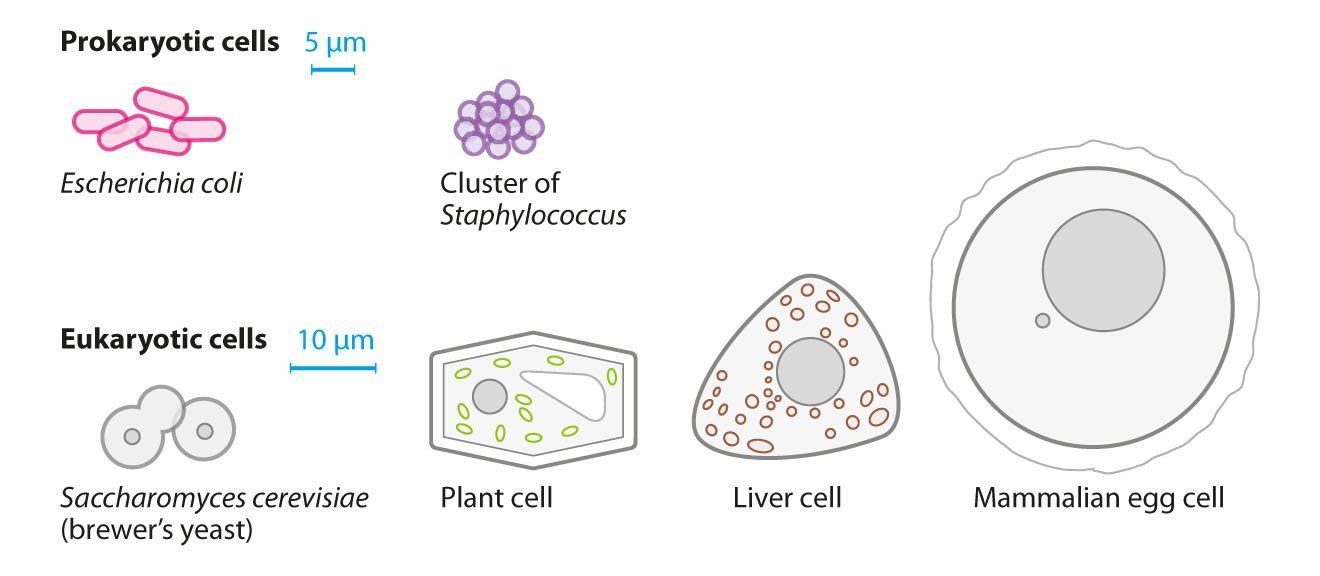 Cell types - microbiology line art illustration