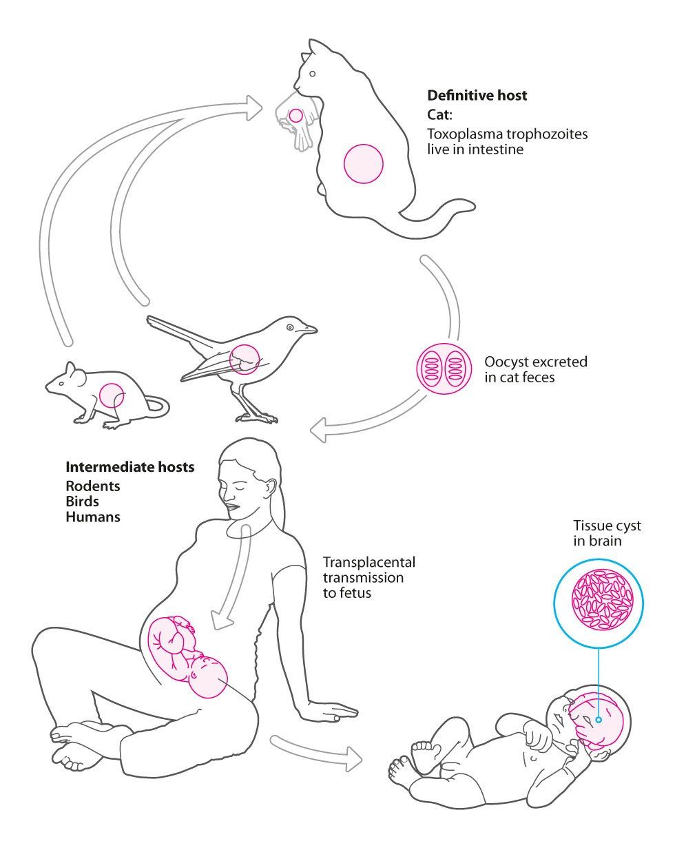 toxoplasmosis - microbiology line art illustration