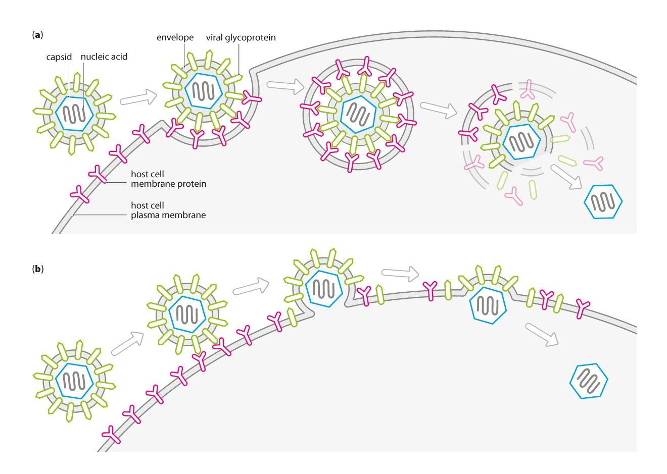 Viral infection, entry into host - microbiology line art illustration