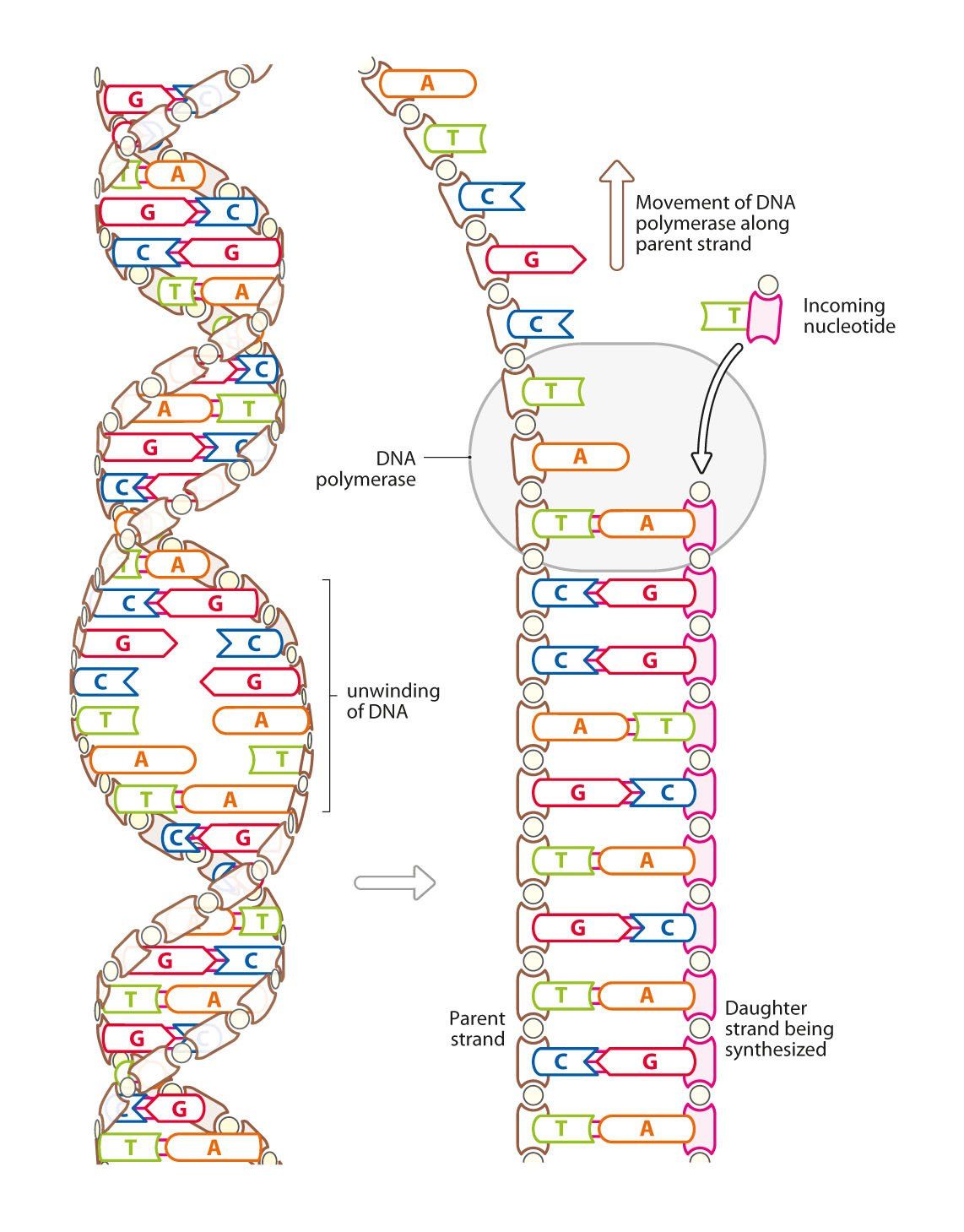 DNA replication - microbiology line art illustration