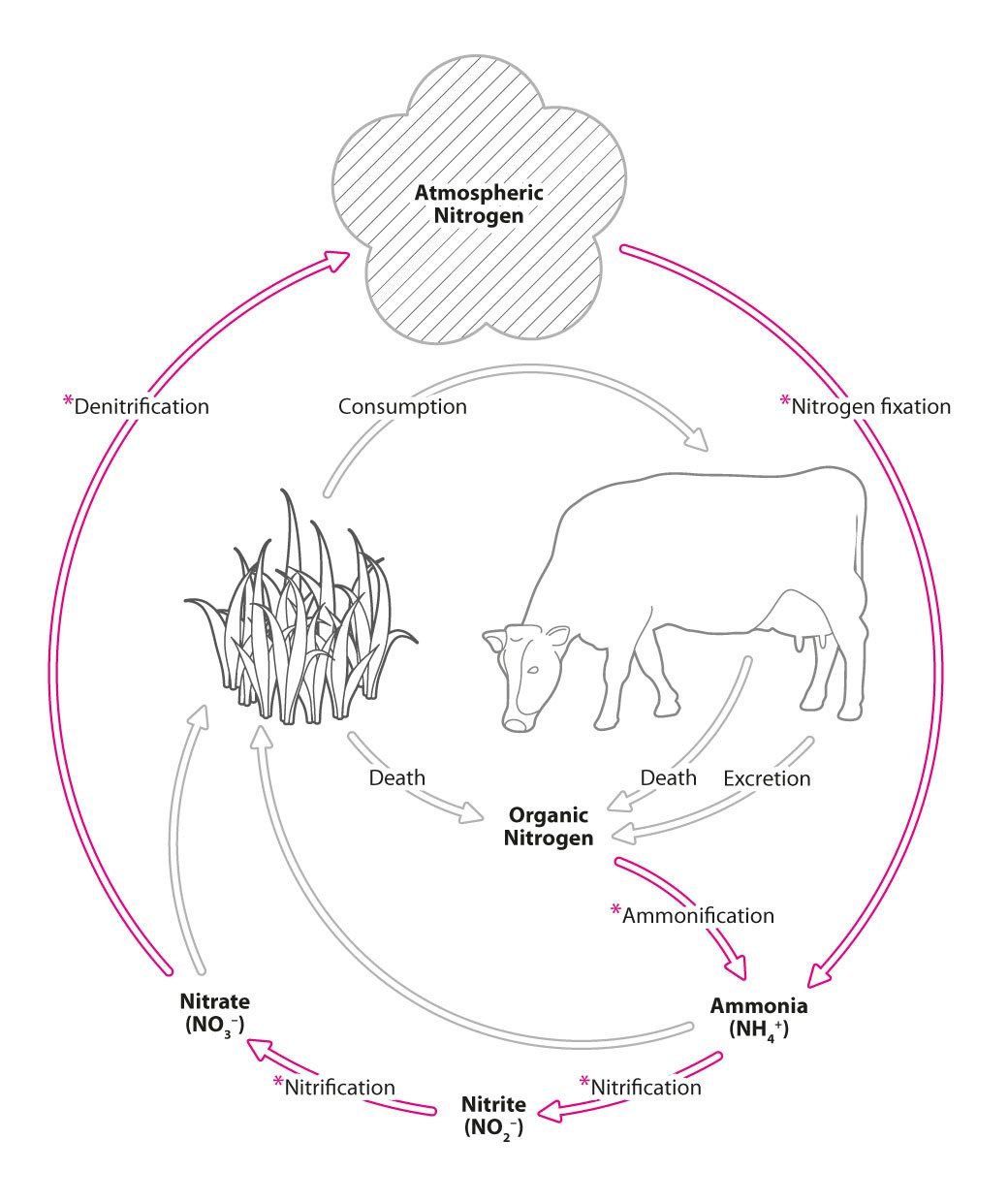 Nitrogen cycle - microbiology line art illustration