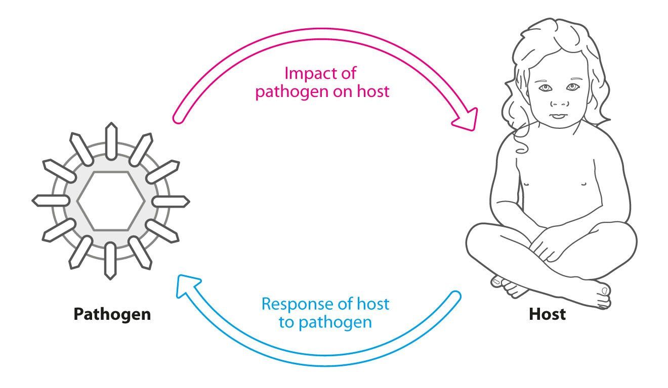 Host-pathogen - microbiology line art illustration