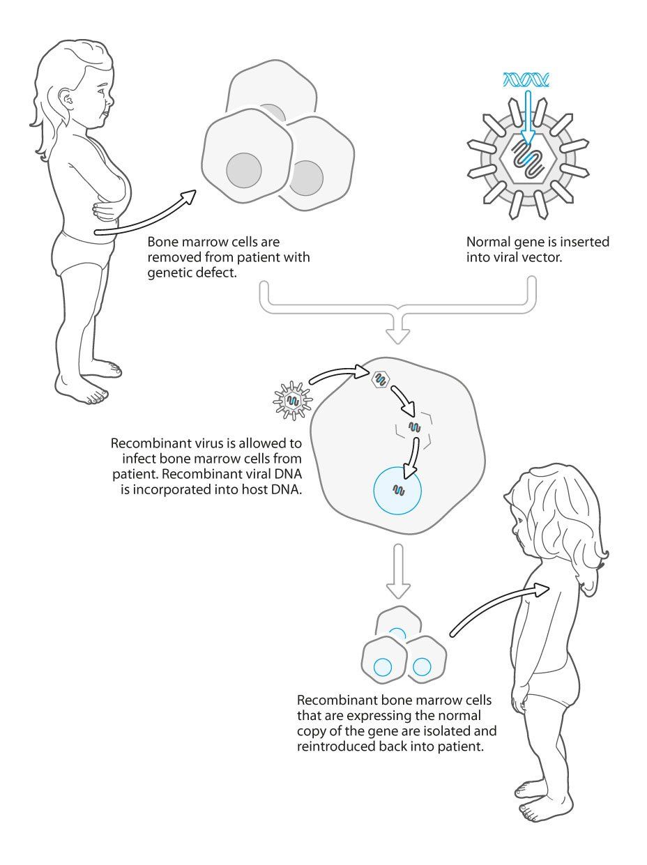 Gene therapy by transfection - microbiology line art illustration