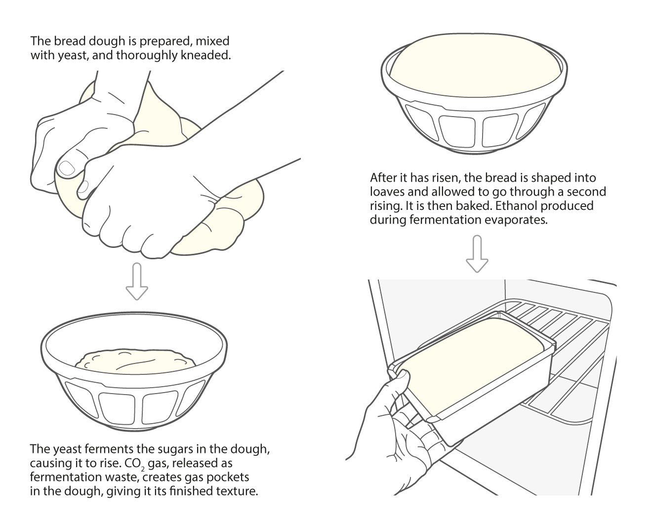 Yeast for breadmaking - microbiology line art illustration