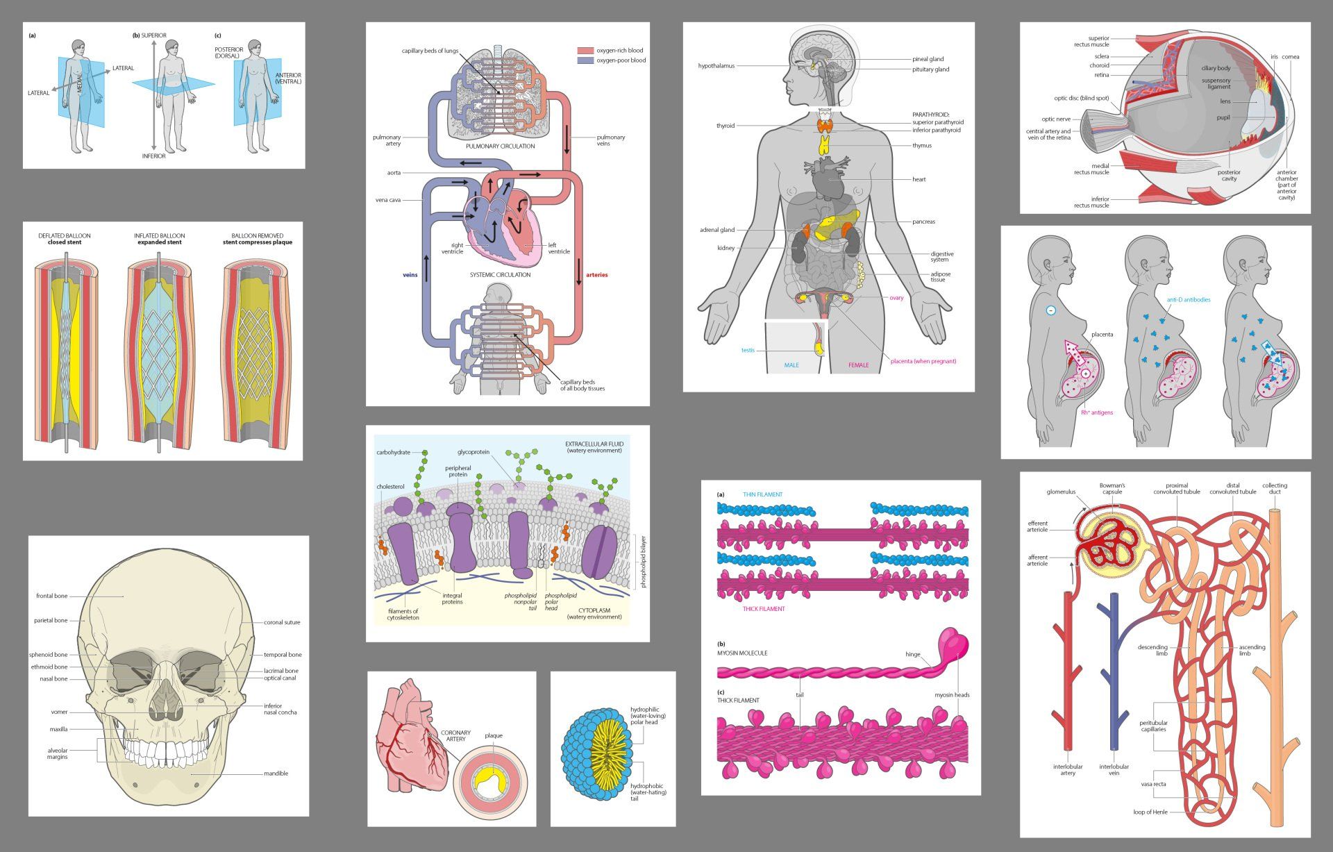 Anatomy & Physiology illustrations