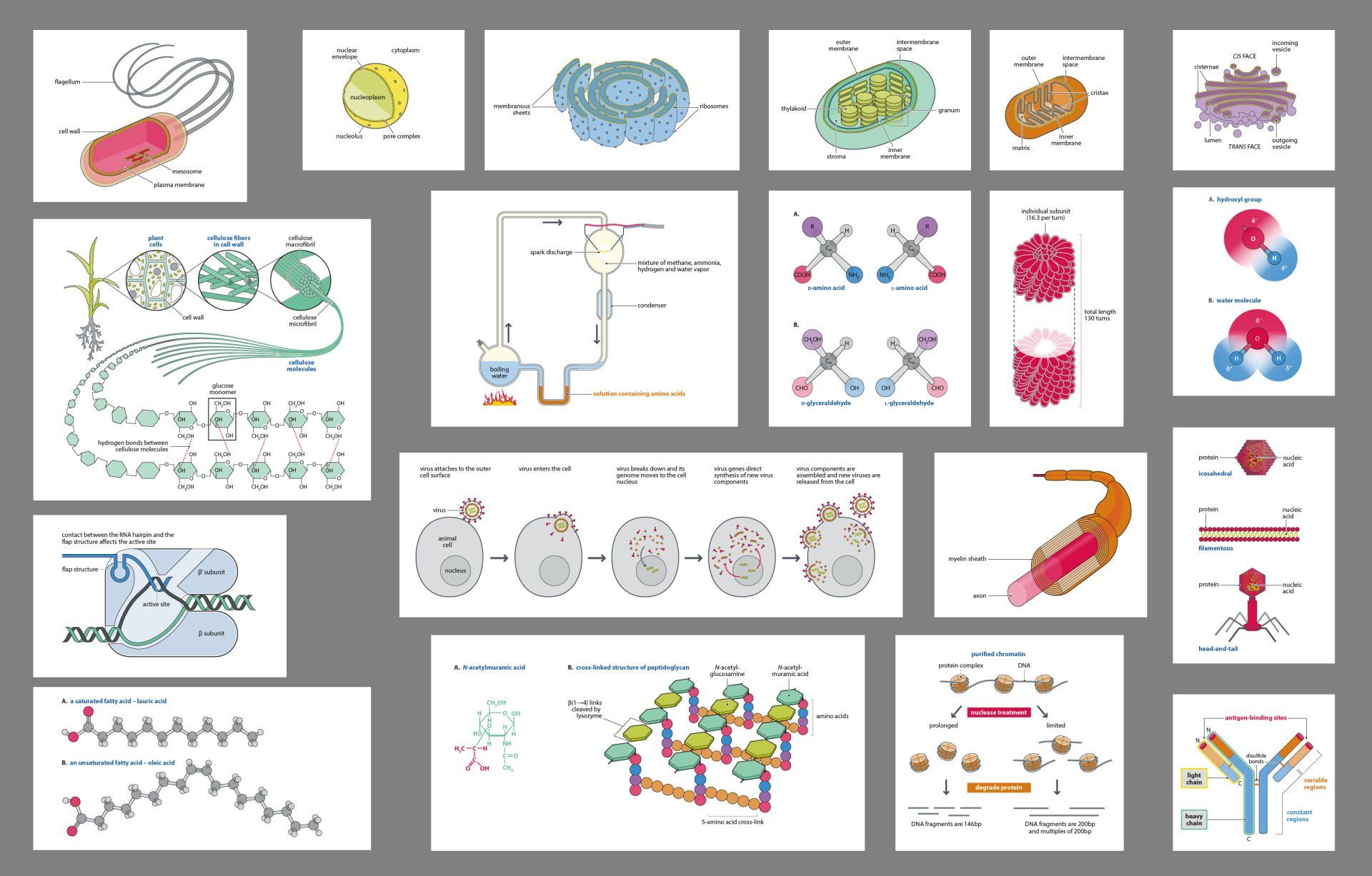 Biochemistry illustrations