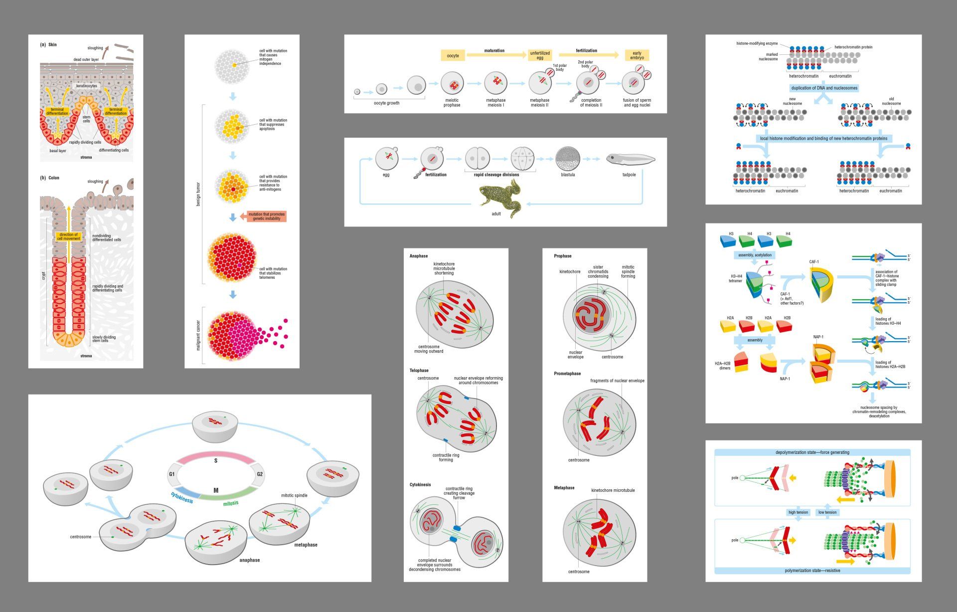 Cell cycle illustrations