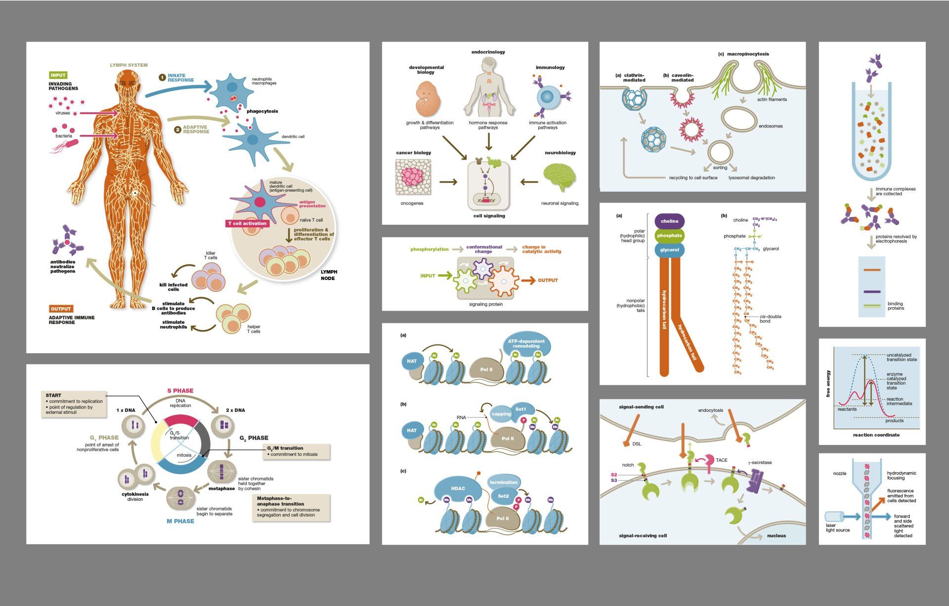 Cell Signalling illustrations