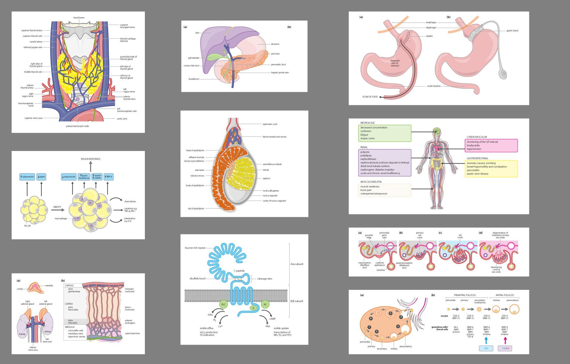 Endocrinology illustrations