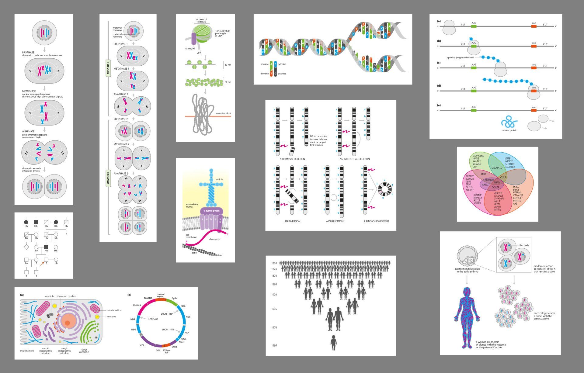 Clinical Genetics illustrations