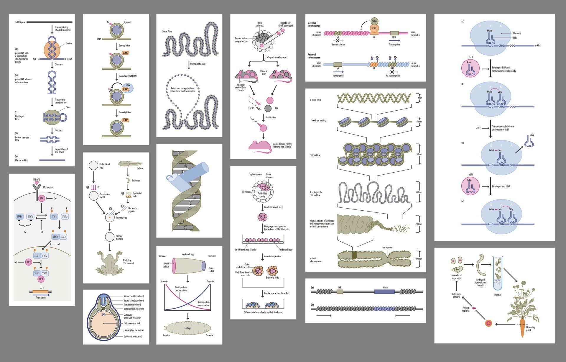 Gene Control illustrations