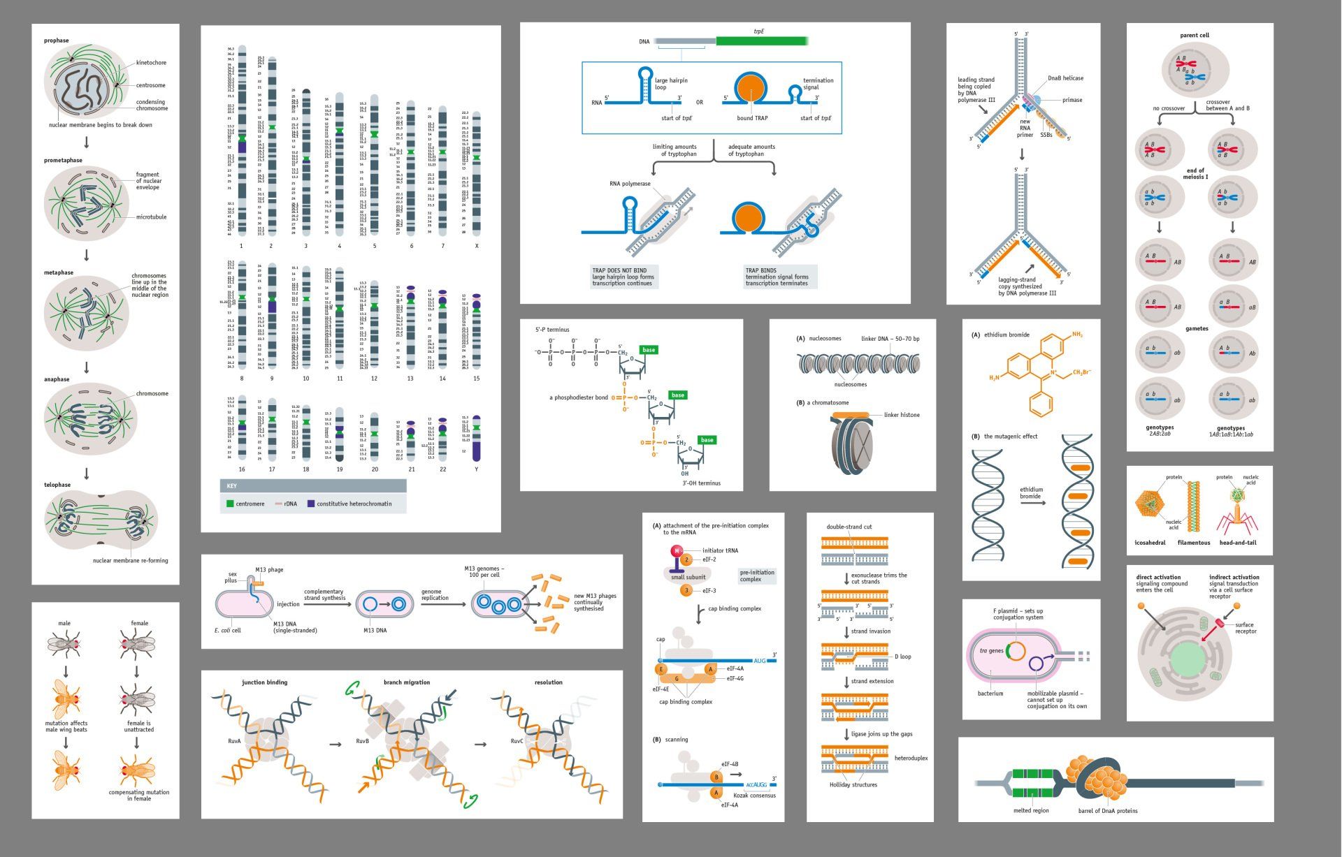Genetics illustrations