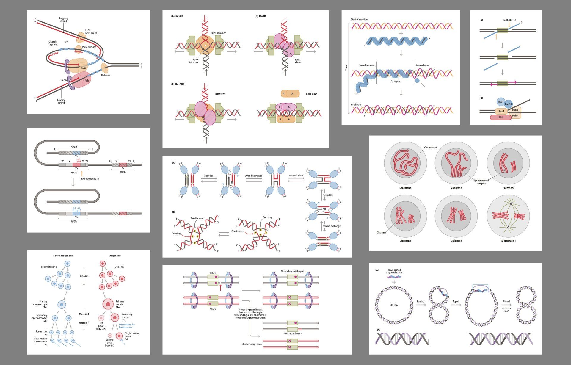 Genome Stability illustrations