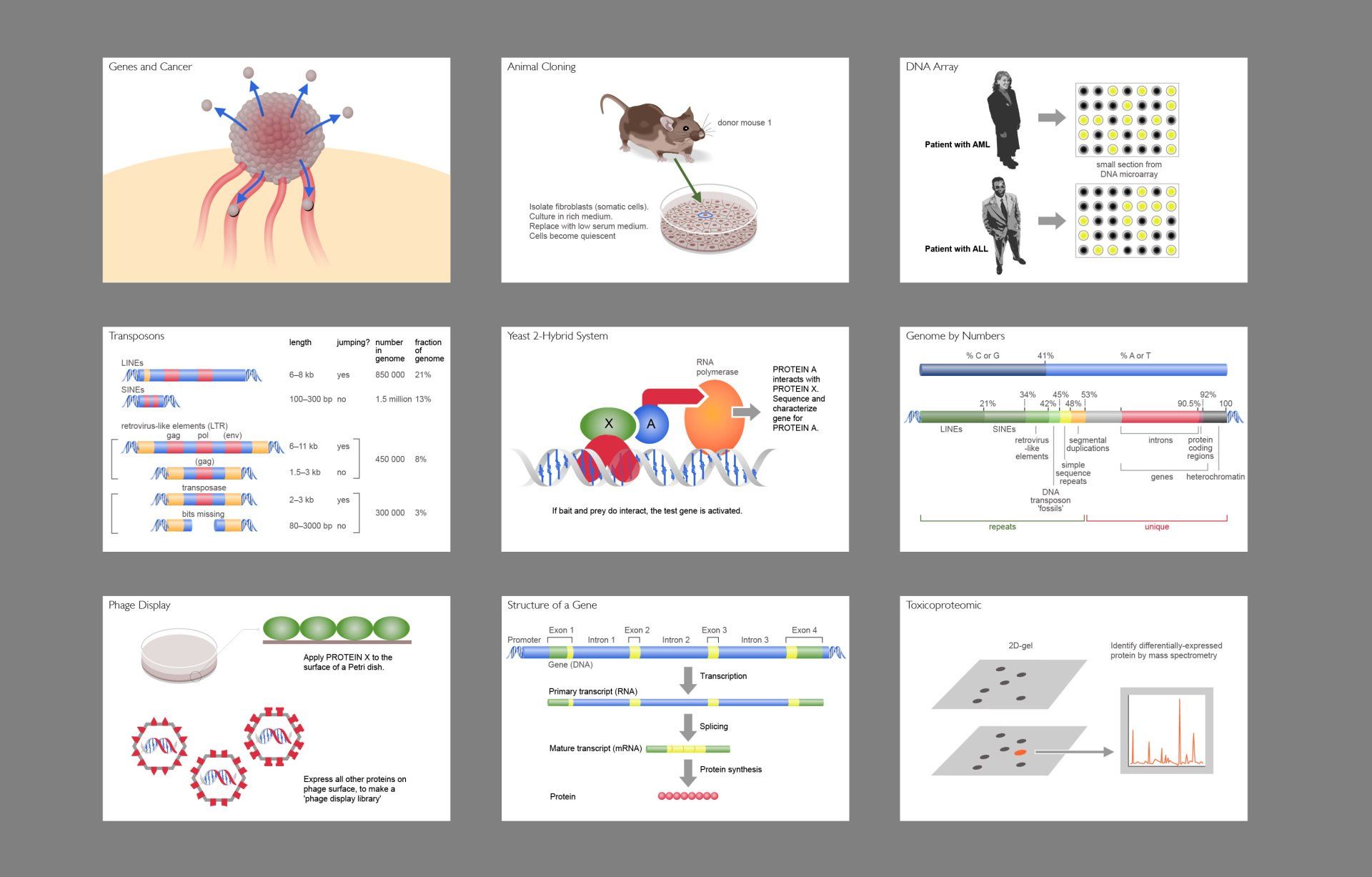 Human Genome illustrations