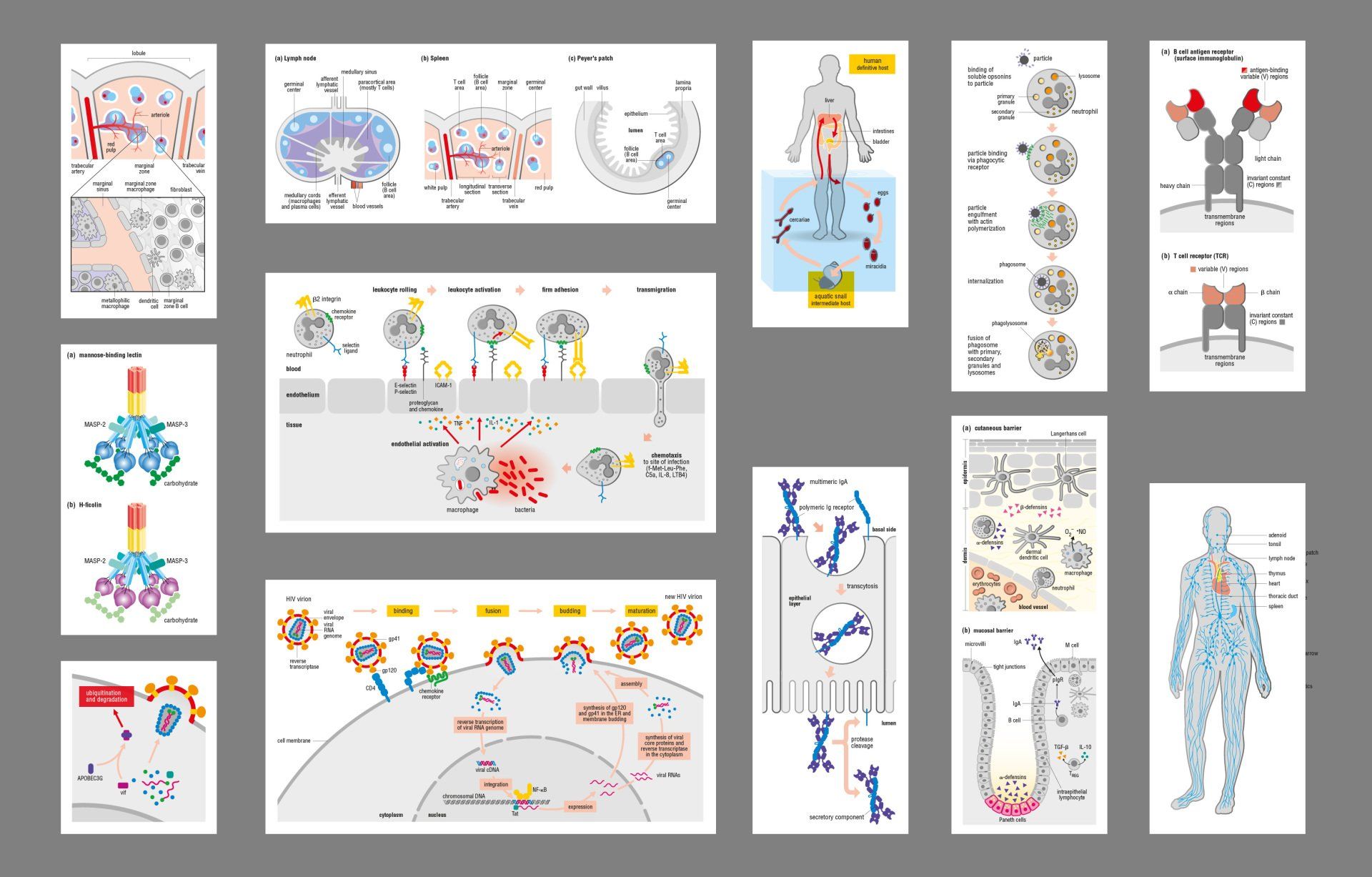 Immunity illustrations