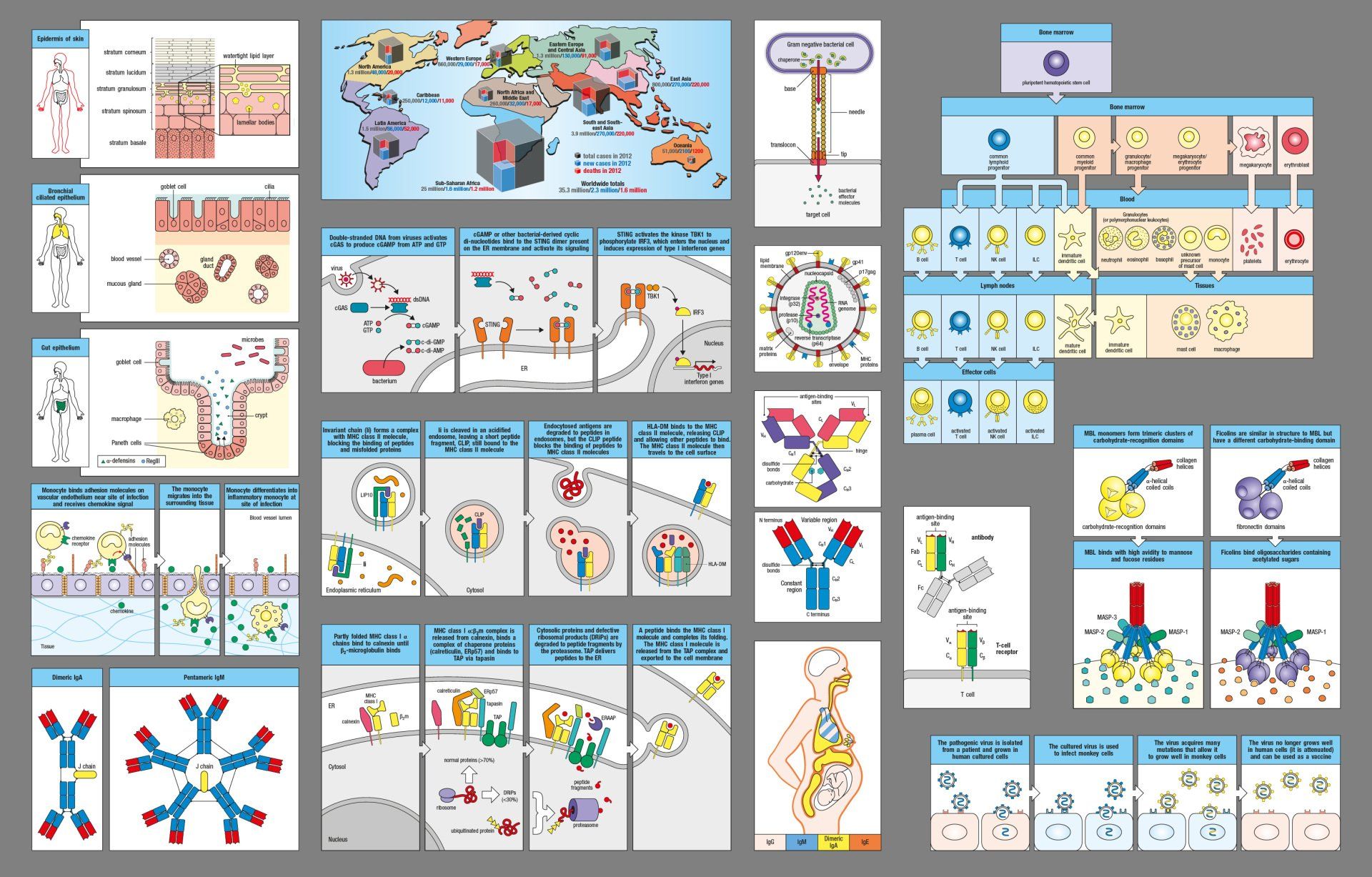 Immunology illustrations