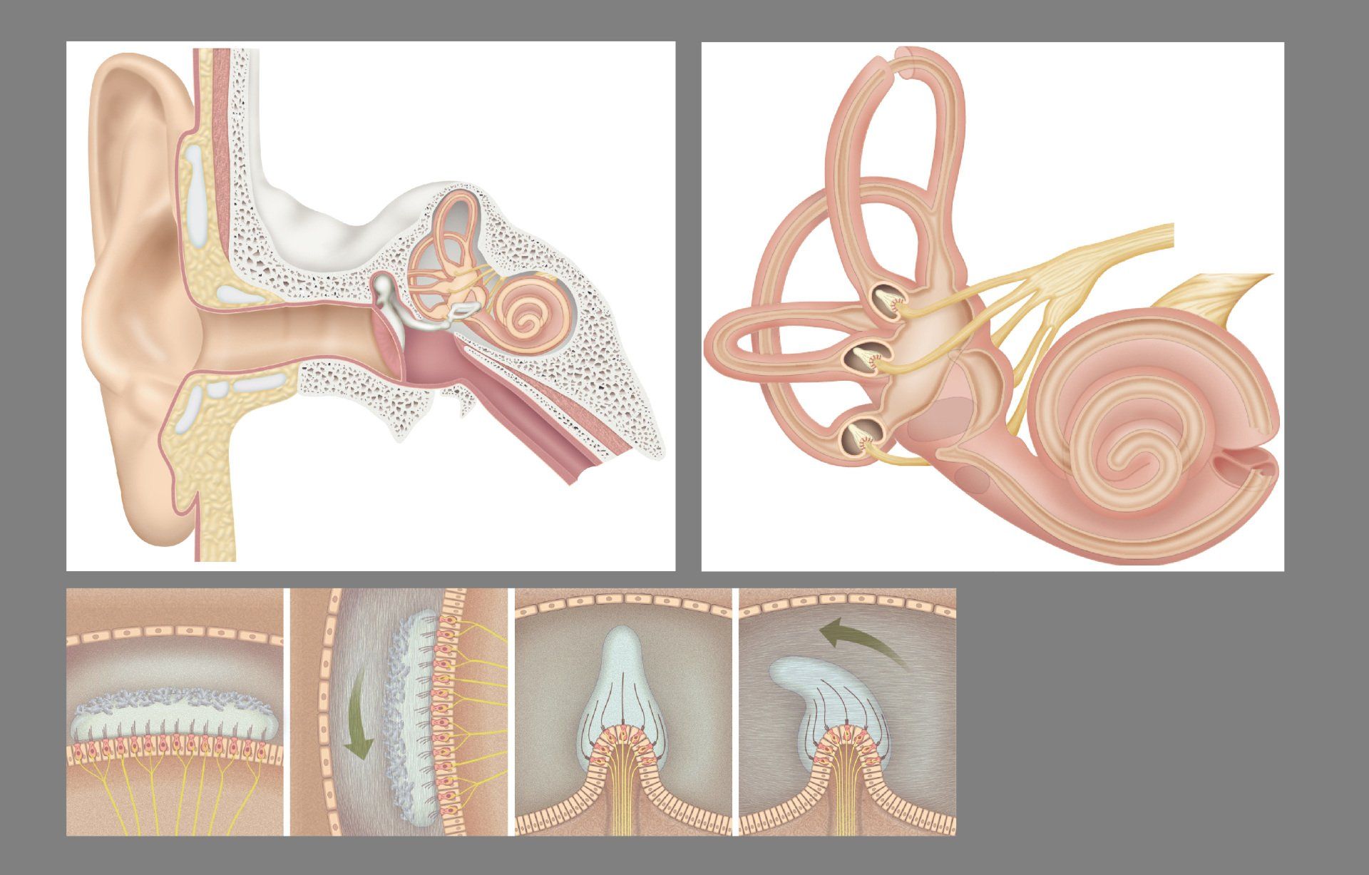 Inner Ear illustrations