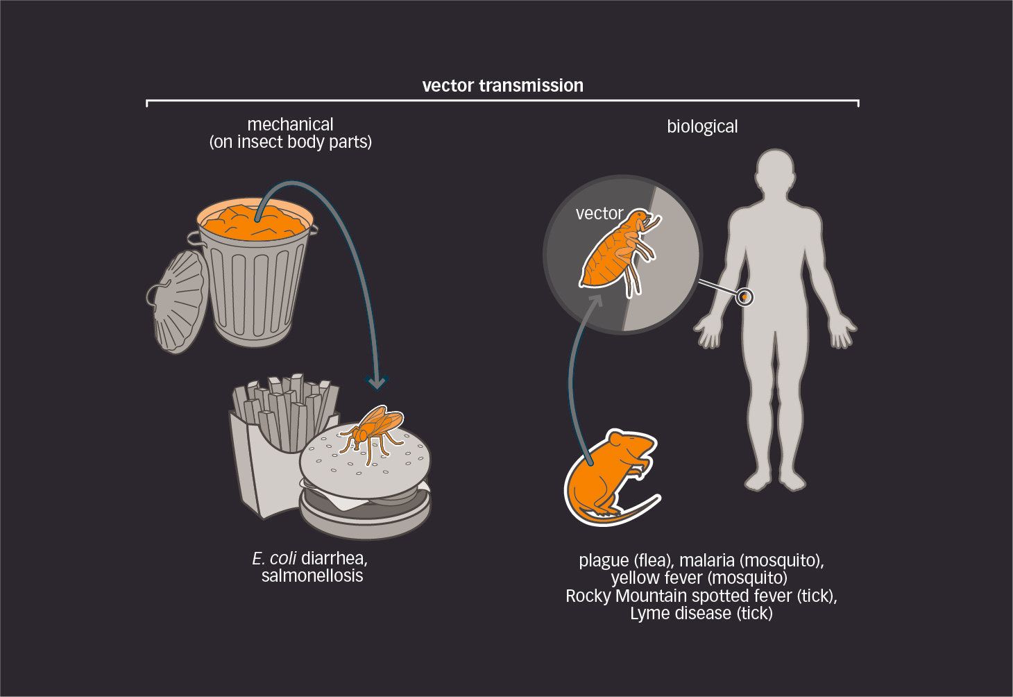 microbiology medical illustrations