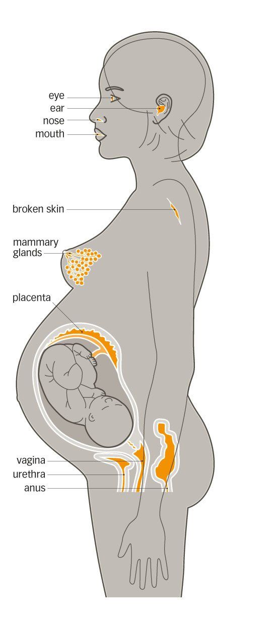 infection routes microbiology graphic illustration style
