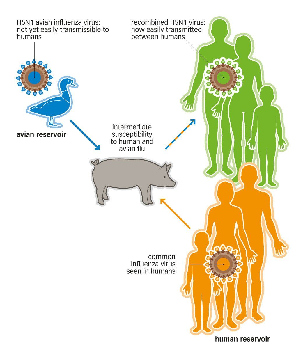 avian flu microbiology graphic illustration style