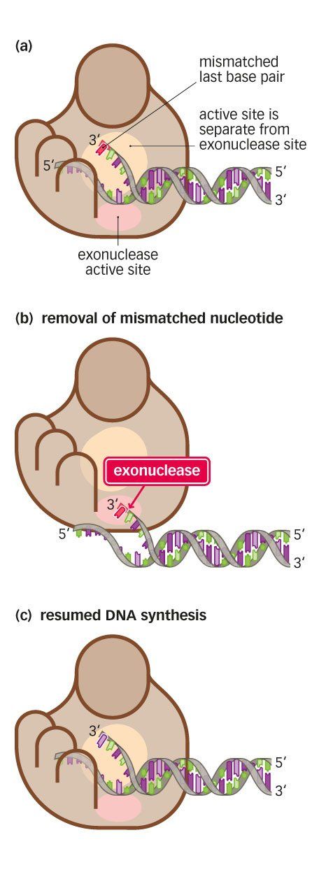 DNA synthesis microbiology graphic illustration style