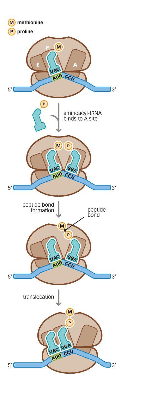 RNA translation microbiology graphic illustration style