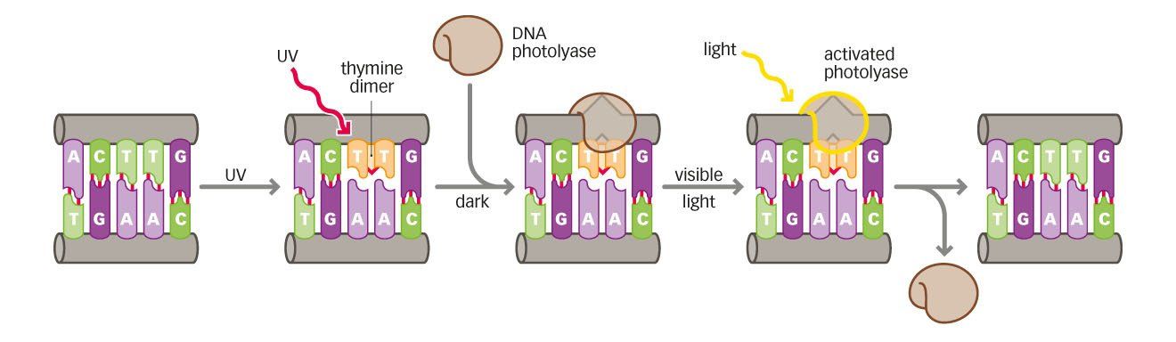 DNA repair microbiology graphic illustration style