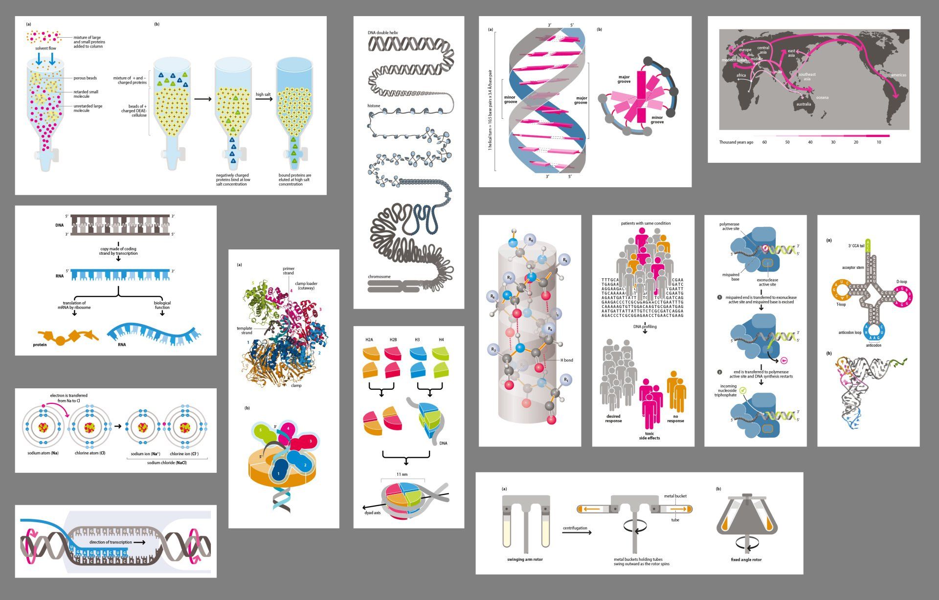 Molecular Biology illustrations
