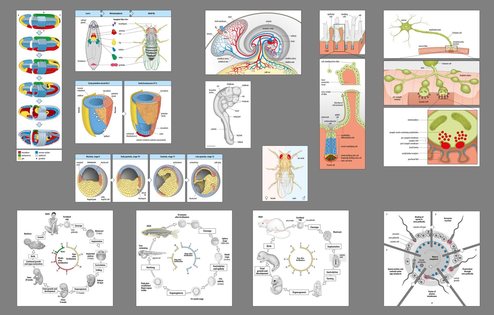 Development illustrations