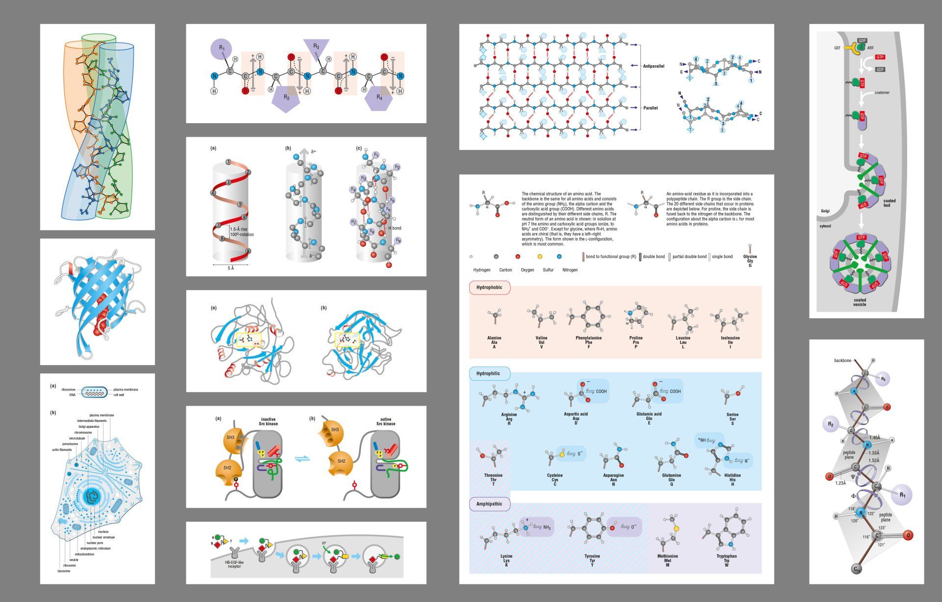 Protein Structure illustrations