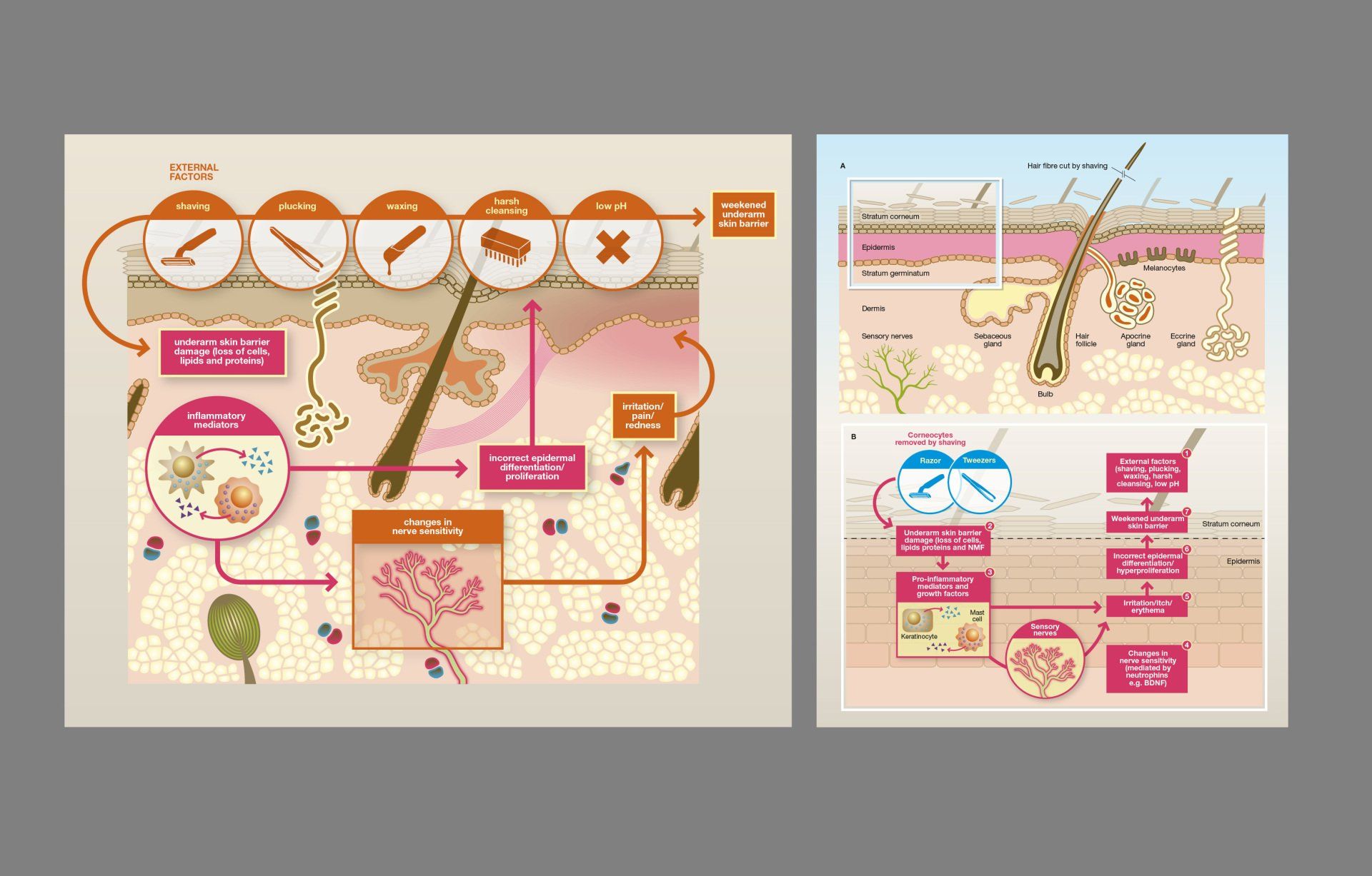 Shaving Cycle illustrations
