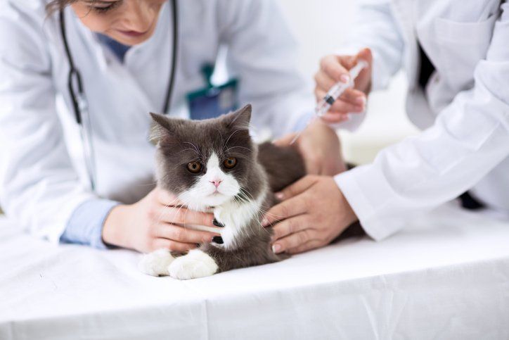 Veterinary Clinic Navasota, TX