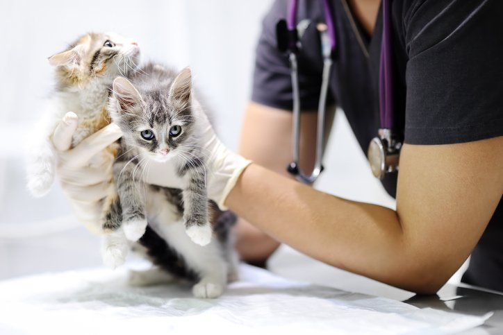 A veterinarian is holding two kittens in his hands.