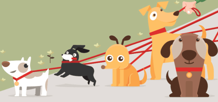 Knuckle Dog Services - Dog Day Care & Boarding Millhouse, Penistone