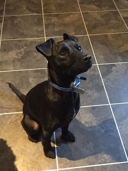 Knuckle Dog Services - Dog Day Care & Boarding Millhouse, Penistone