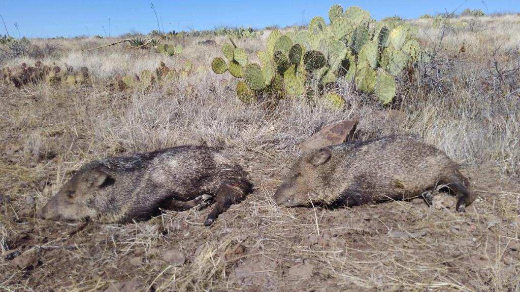 Javelina hunting Arizona
