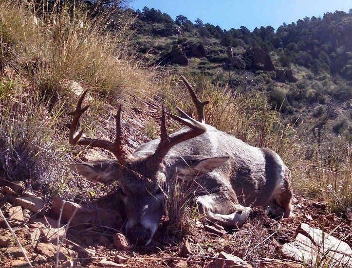 Coues Deer hunt, Outfitter Arizona