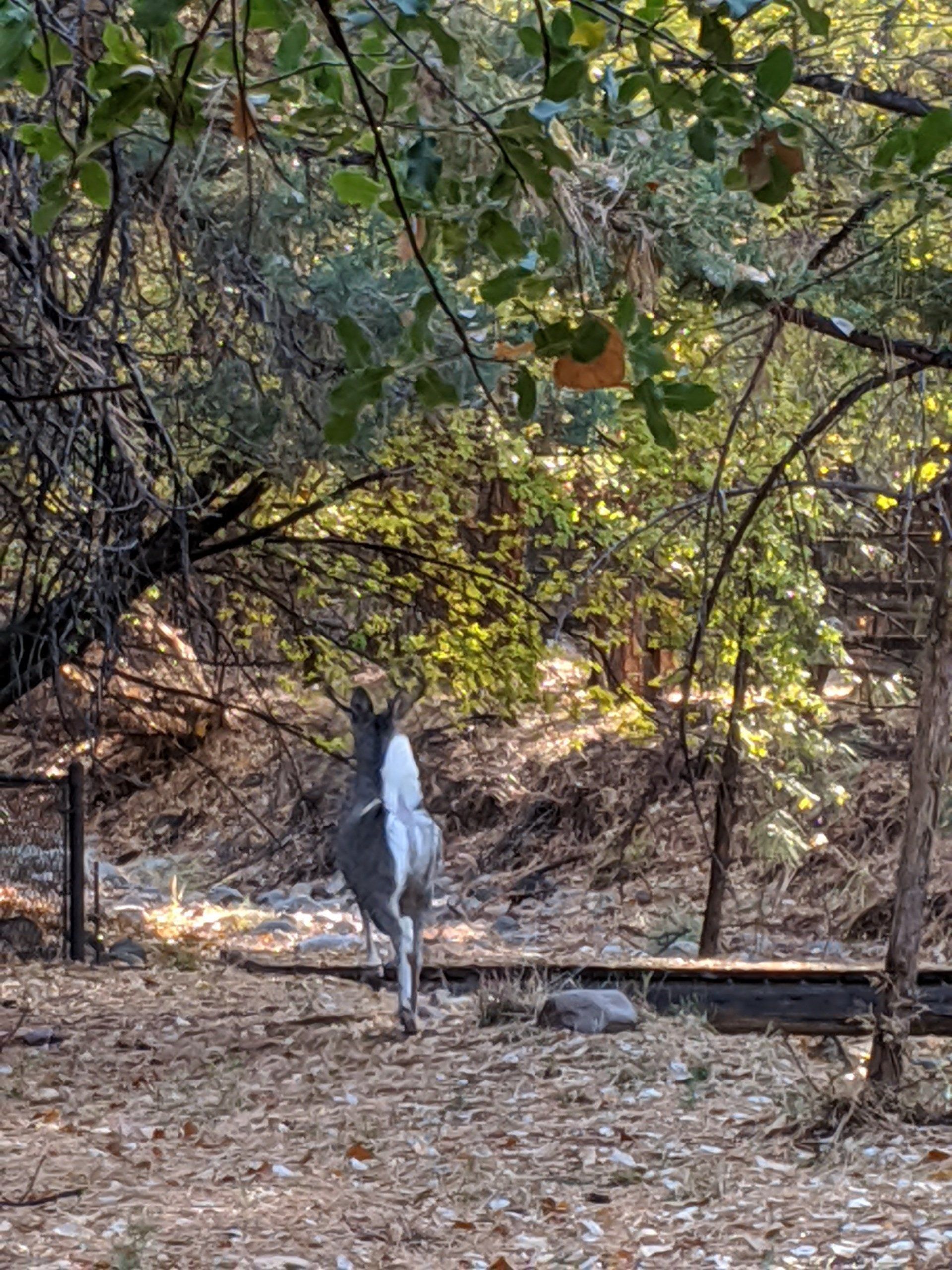 A black and white horse is standing in the woods.