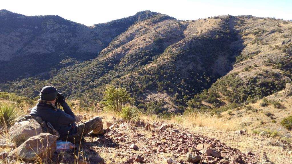 Arizona Elk Hunting Guide