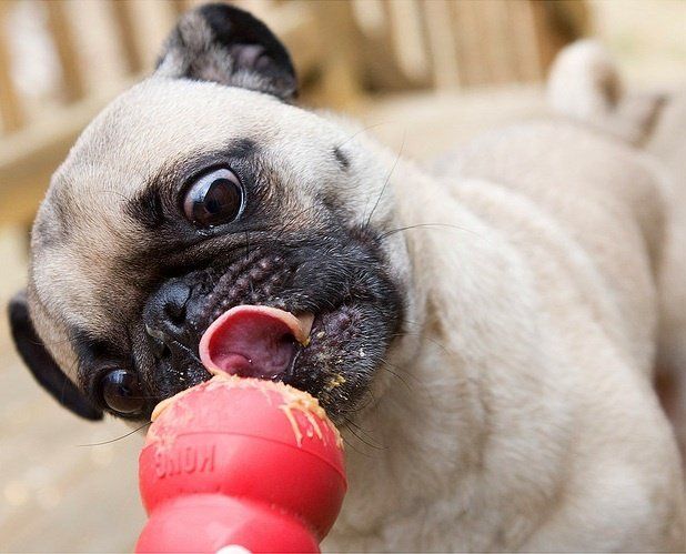 Kings K9 Resort peanut butter Kong toy