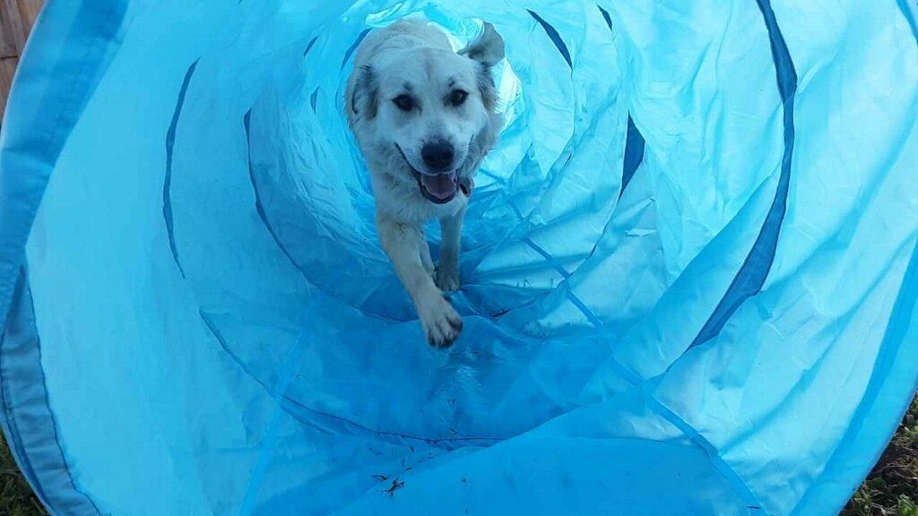 Kings K9 Resort playtime