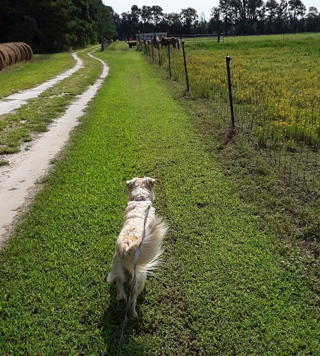 Kings K9 Resort offers nature walks