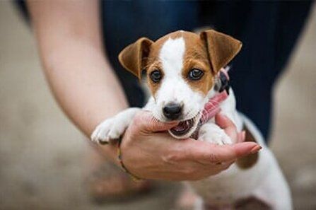 Dog Bites — Puppy Biting a Hand in Milwaukee, WI