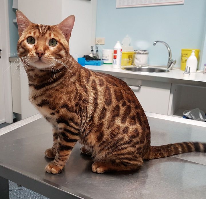 Gatto in ambulatorio