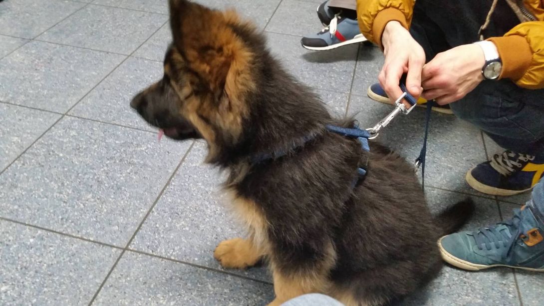 Cucciolo di cane